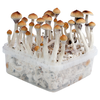 Magic Mushroom Grow Kit PES Amazon XL