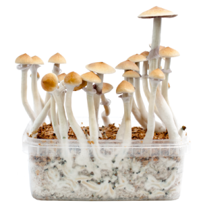 Mushroom Grow Kit Cambodia