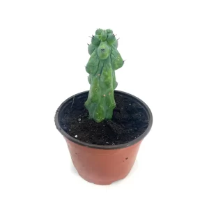 Boobie Cactus Myrtillocactus geometrizans