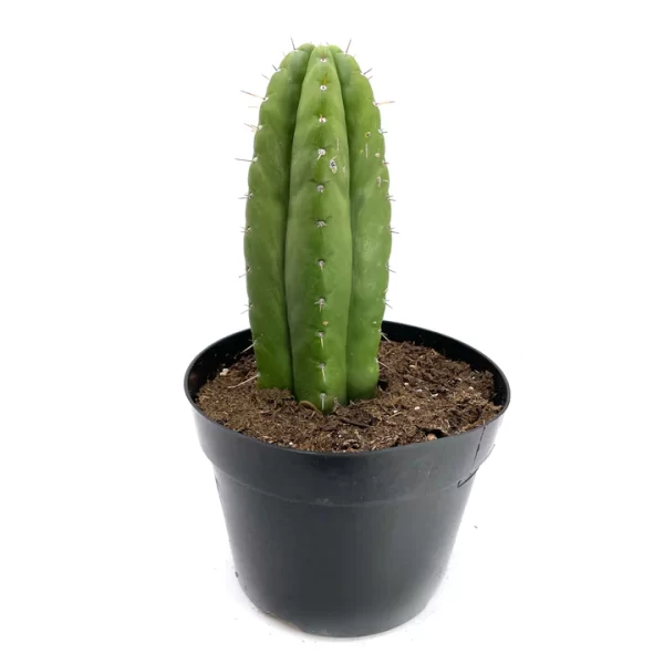 San Pedro Cactus Monstrose