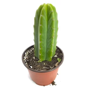 Cactus Small Echinopsis pachanoi