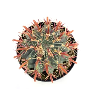 Cactus 8 inch Ferocactus