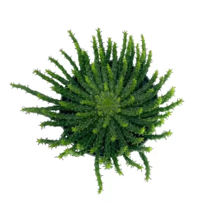 Head Cactus Euphorbia Flanaganii