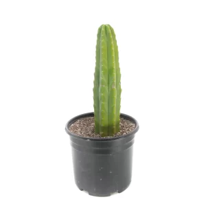 San Pedro Cactus Medium